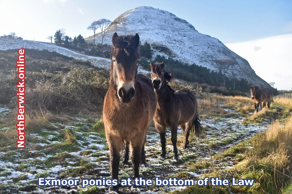 Exmoor ponies at the bottom of North Berwick Law