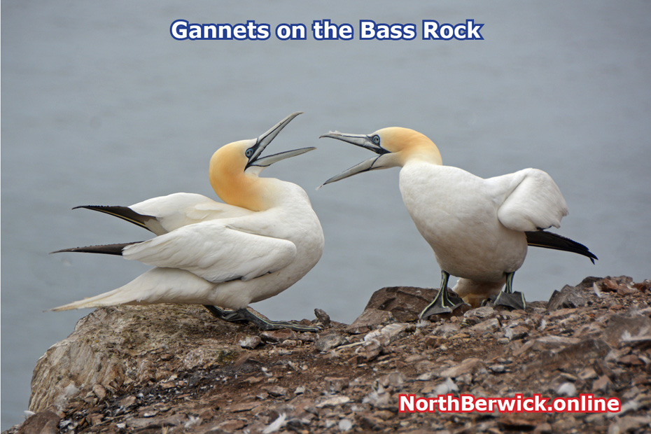 Gannets squabbling on the Bass Rock